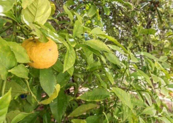 וילה Senhorial - Palace Xix & Privacy & Beach & Old Town *