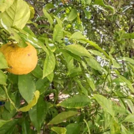 Вілла Senhorial - Palace Xix & Privacy & Beach & Old Town *