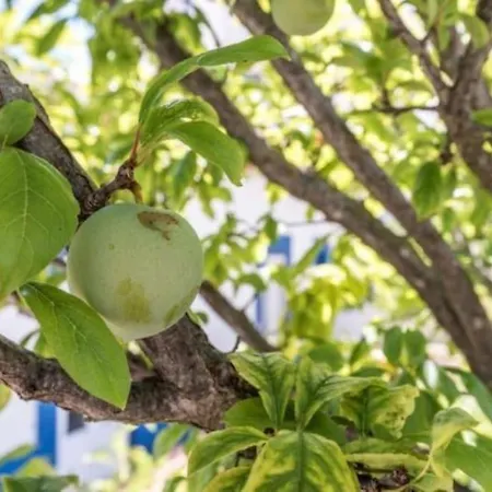 Senhorial - Palace Xix & Privacy & Beach & Old Town Albufeira